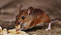 24 Hour & Emergency Exterminators in Donnan, IA